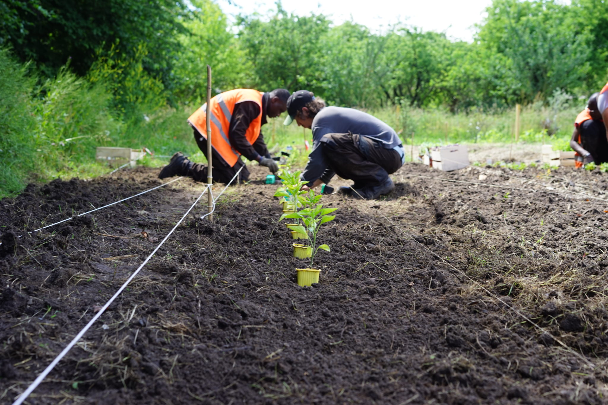 Un article sur le Potager du Bois dans le Magazine Kaizen !